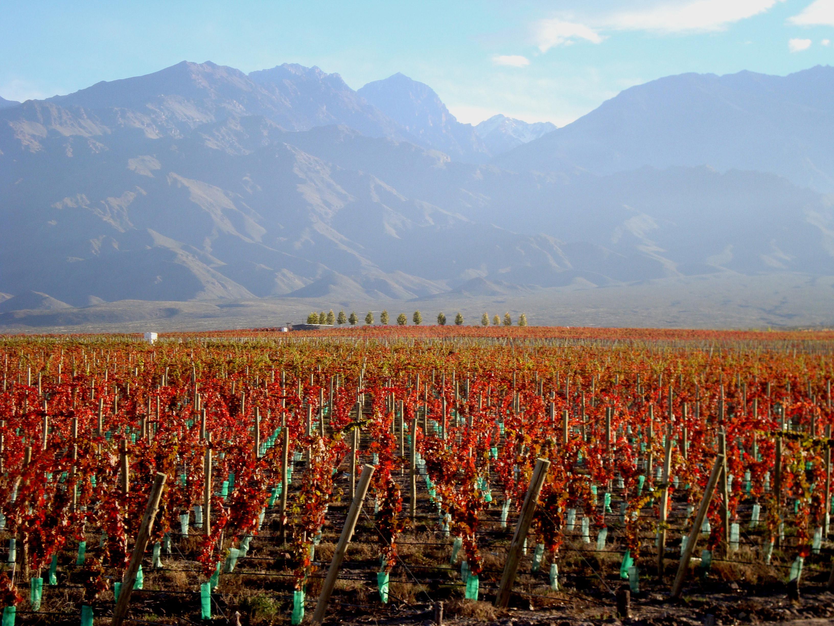 Casa De Uco Vineyards And Wine Resort Los Árboles Kültér fotó